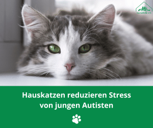 SF Blogartikel Hauskatzen Autisten